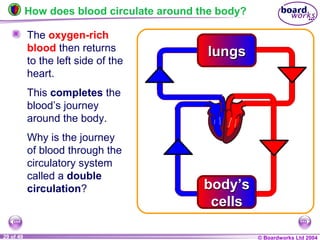 © Boardworks Ltd 200429 of 49
The oxygen-rich
blood then returns
to the left side of the
heart.
This completes the
blood’s journey
around the body.
Why is the journey
of blood through the
circulatory system
called a double
circulation?
How does blood circulate around the body?
body’s
cells
body’s
cells
lungslungs
 