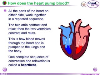 © Boardworks Ltd 200432 of 49
How does the heart pump blood?
All the parts of the heart on
either side, work together
in a repeated sequence.
The two atria contract and
relax; then the two ventricles
contract and relax.
This is how blood moves
through the heart and is
pumped to the lungs and
the body.
One complete sequence of
contraction and relaxation is
called a heartbeat.
 