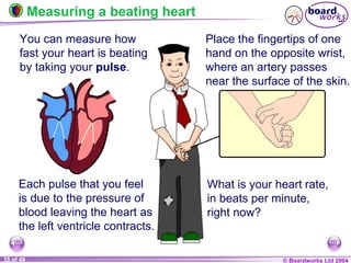 © Boardworks Ltd 200435 of 49
Measuring a beating heart
You can measure how
fast your heart is beating
by taking your pulse.
Each pulse that you feel
is due to the pressure of
blood leaving the heart as
the left ventricle contracts.
Place the fingertips of one
hand on the opposite wrist,
where an artery passes
near the surface of the skin.
What is your heart rate,
in beats per minute,
right now?
 