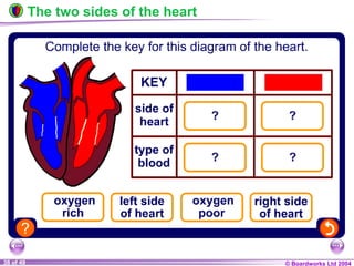 © Boardworks Ltd 200438 of 49
The two sides of the heart
 