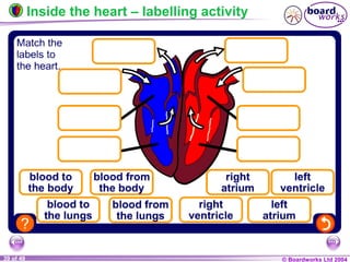 © Boardworks Ltd 200439 of 49
Inside the heart – labelling activity
 