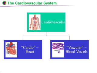 © Boardworks Ltd 20044 of 49
The Cardiovascular System
 