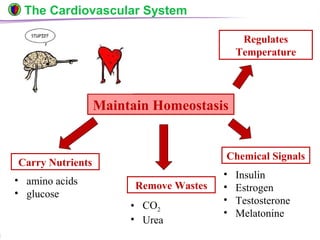 © Boardworks Ltd 20046 of 49
The Cardiovascular System
• amino acids
• glucose
Maintain Homeostasis
Carry Nutrients
Remove Wastes
Chemical Signals
Regulates
Temperature
• CO2
• Urea
• Insulin
• Estrogen
• Testosterone
• Melatonine
 