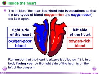 © Boardworks Ltd 20049 of 49
Inside the heart
The inside of the heart is divided into two sections so that
the two types of blood (oxygen-rich and oxygen-poor)
are kept apart.
oxygen-poor
blood
right side
of the heart
oxygen-rich
blood
left side
of the heart
Remember that the heart is always labelled as if it is in a
body facing you, so the right side of the heart is on the
left of the diagram.
 