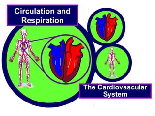 © Boardworks Ltd 20041 of 49
Circulation and
Respiration
The Cardiovascular
System
 