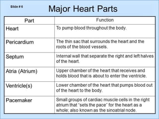 Cardiovascular system 