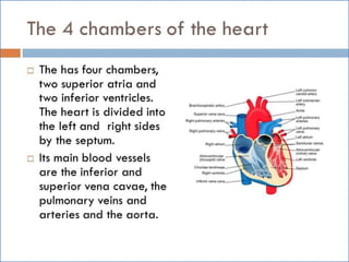 Cardiovascular system 