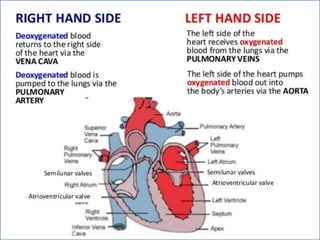 Cardiovascular system 
