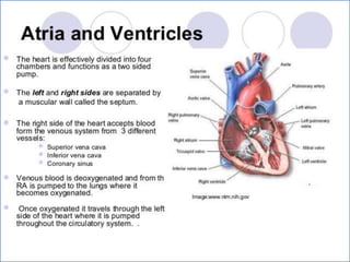 Cardiovascular system 