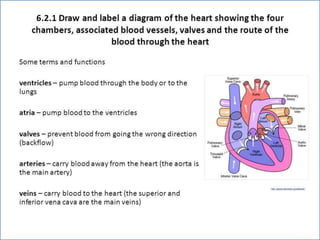 Cardiovascular system 