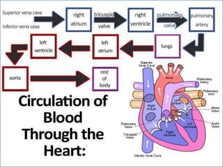 Cardiovascular system 