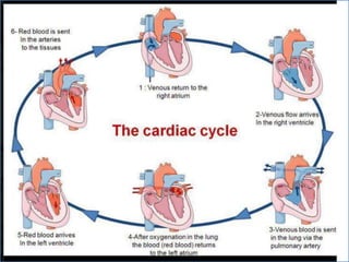 Cardiovascular system 