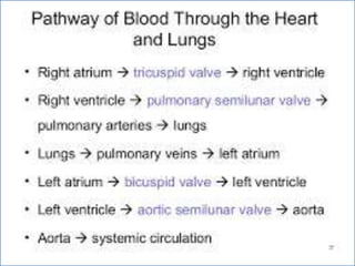 Cardiovascular system 