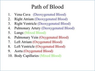 Cardiovascular system 