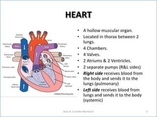 Cardiovascular system 