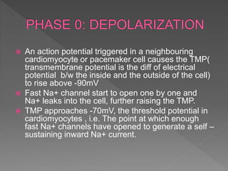  An action potential triggered in a neighbouring
cardiomyocyte or pacemaker cell causes the TMP(
transmembrane potential is the diff of electrical
potential b/w the inside and the outside of the cell)
to rise above -90mV
 Fast Na+ channel start to open one by one and
Na+ leaks into the cell, further raising the TMP.
 TMP approaches -70mV, the threshold potential in
cardiomyocytes , i.e. The point at which enough
fast Na+ channels have opened to generate a self –
sustaining inward Na+ current.
 