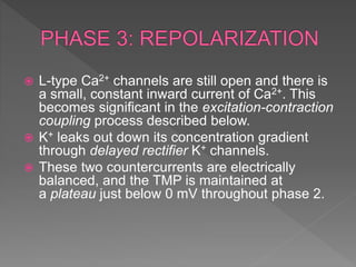  L-type Ca2+ channels are still open and there is
a small, constant inward current of Ca2+. This
becomes significant in the excitation-contraction
coupling process described below.
 K+ leaks out down its concentration gradient
through delayed rectifier K+ channels.
 These two countercurrents are electrically
balanced, and the TMP is maintained at
a plateau just below 0 mV throughout phase 2.
 