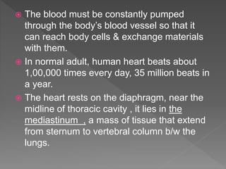  The blood must be constantly pumped
through the body’s blood vessel so that it
can reach body cells & exchange materials
with them.
 In normal adult, human heart beats about
1,00,000 times every day, 35 million beats in
a year.
 The heart rests on the diaphragm, near the
midline of thoracic cavity , it lies in the
mediastinum , a mass of tissue that extend
from sternum to vertebral column b/w the
lungs.
 