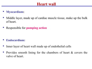 Heart wall
 Myocardium:
 Middle layer, made up of cardiac muscle tissue, make up the bulk
of heart.
 Responsible for pumping action
 Endocardium:
 Inner layer of heart wall made up of endothelial cells
 Provides smooth lining for the chambers of heart & covers the
valve of heart.
 