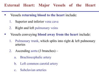  Vessels returning blood to the heart include:
1. Superior and inferior vena cava
2. Right and left pulmonary veins
 Vessels conveying blood away from the heart include:
1. Pulmonary trunk, which splits into right & left pulmonary
arteries
2. Ascending aorta (3 branches) –
a. Brachiocephalic artery
b. Left common carotid artery
c. Subclavian arteries
External Heart: Major Vessels of the Heart
 