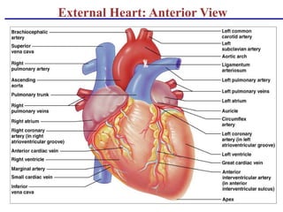External Heart: Anterior View
 