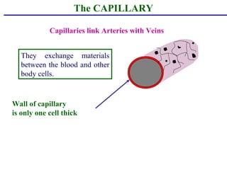 The CAPILLARY
Capillaries link Arteries with Veins
Wall of capillary
is only one cell thick
They exchange materials
between the blood and other
body cells.
 
