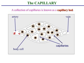 artery vein
capillaries
body cell
The CAPILLARY
A collection of capillaries is known as a capillary bedcapillary bed.
 