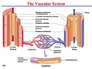 The Vascular System
 