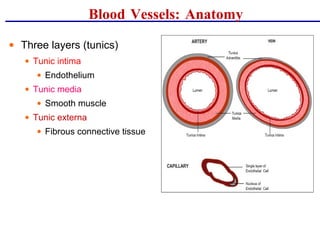 Blood Vessels: Anatomy
• Three layers (tunics)
• Tunic intima
• Endothelium
• Tunic media
• Smooth muscle
• Tunic externa
• Fibrous connective tissue
 