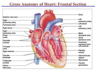 Gross Anatomy of Heart: Frontal Section
 