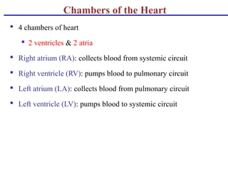 Chambers of the Heart
 4 chambers of heart
 2 ventricles & 2 atria
 Right atrium (RA): collects blood from systemic circuit
 Right ventricle (RV): pumps blood to pulmonary circuit
 Left atrium (LA): collects blood from pulmonary circuit
 Left ventricle (LV): pumps blood to systemic circuit
 