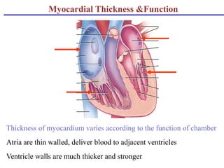 Myocardial Thickness &Function
Thickness of myocardium varies according to the function of chamber
Atria are thin walled, deliver blood to adjacent ventricles
Ventricle walls are much thicker and stronger
 