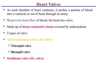 Heart Valves
 As each chamber of heart contracts, it pushes a portion of blood
into a ventricle or out of heart through an artery.
 To prevent back flow of blood, the heart has valve.
 Made up of dense connective tissue covered by endocardium
 2 types of valve
 Atrioventricular valve (AV valve)
 Tricuspid valve
 Bicuspid valve
 Semilunar valve (SL valve)
 
