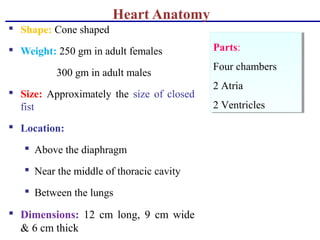 Heart Anatomy
 Shape: Cone shaped
 Weight: 250 gm in adult females
300 gm in adult males
 Size: Approximately the size of closed
fist
 Location:
 Above the diaphragm
 Near the middle of thoracic cavity
 Between the lungs
 Dimensions: 12 cm long, 9 cm wide
& 6 cm thick
Parts:
Four chambers
2 Atria
2 Ventricles
Parts:
Four chambers
2 Atria
2 Ventricles
 