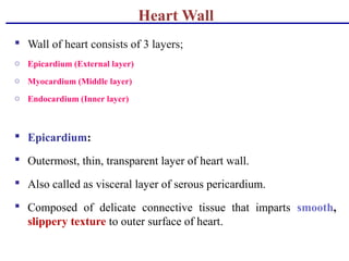 Heart Wall
 Wall of heart consists of 3 layers;
o Epicardium (External layer)
o Myocardium (Middle layer)
o Endocardium (Inner layer)
 Epicardium:
 Outermost, thin, transparent layer of heart wall.
 Also called as visceral layer of serous pericardium.
 Composed of delicate connective tissue that imparts smooth,
slippery texture to outer surface of heart.
 