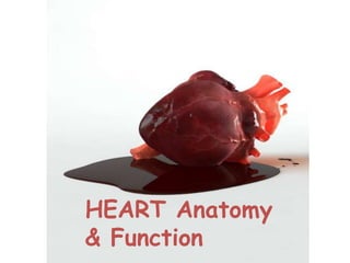 HEART Anatomy
& Function
 