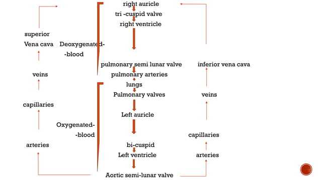 Cardiovascular System Human Anatomy Physiology 1st Pdf Cardiovascular System Human Anatomy Physiology 1st Pdf