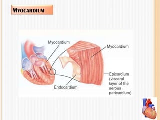 MYOCARDIUM
 