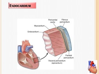 ENDOCARDIUM
 