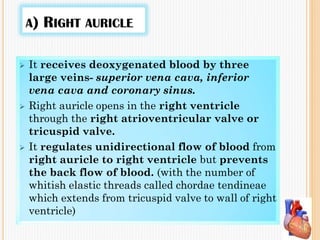 A) RIGHT AURICLE
 It receives deoxygenated blood by three
large veins- superior vena cava, inferior
vena cava and coronary sinus.
 Right auricle opens in the right ventricle
through the right atrioventricular valve or
tricuspid valve.
 It regulates unidirectional flow of blood from
right auricle to right ventricle but prevents
the back flow of blood. (with the number of
whitish elastic threads called chordae tendineae
which extends from tricuspid valve to wall of right
ventricle)
 
