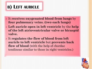 B) LEFT AURICLE
 It receives oxygenated blood from lungs by
four pulmonary veins. (two each lungs)
 Left auricle open in left ventricle by the help
of the left atrioventricular valve or bicuspid
valve.
 It regulates the flow of blood from left
auricle to left ventricle but prevents back
flow of blood (with the help of chordae
tendineae similar to those in right ventricles.)
 