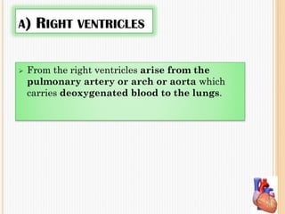 A) RIGHT VENTRICLES
 From the right ventricles arise from the
pulmonary artery or arch or aorta which
carries deoxygenated blood to the lungs.
 