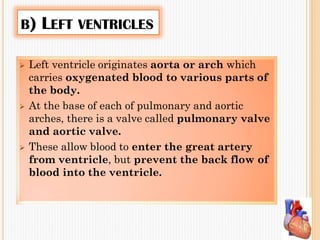 B) LEFT VENTRICLES
 Left ventricle originates aorta or arch which
carries oxygenated blood to various parts of
the body.
 At the base of each of pulmonary and aortic
arches, there is a valve called pulmonary valve
and aortic valve.
 These allow blood to enter the great artery
from ventricle, but prevent the back flow of
blood into the ventricle.
 