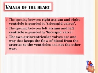 VALVES OF THE HEART
 The opening between right atrium and right
ventricle is guarded by ‘tricuspid valves’.
 The opening between left atrium and left
ventricle is guarded by ‘bicuspid valve’.
 The two atrioventricular valves are one
way that keeps the flow of blood from the
arteries to the ventricles and not the other
way.
 