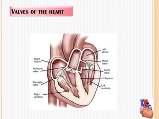 VALVES OF THE HEART
 