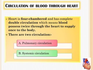 CIRCULATION OF BLOOD THROUGH HEART
 Heart is four-chambered and has complete
double circulation which means blood
possess twice through the heart to supply
once to the body.
 There are two circulation:-
A. Pulmonary circulation
B. Systemic circulation
 
