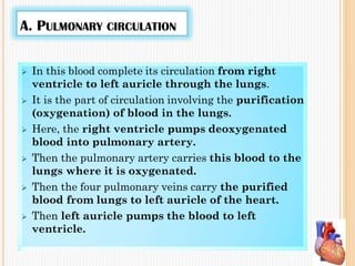 A. PULMONARY CIRCULATION
 In this blood complete its circulation from right
ventricle to left auricle through the lungs.
 It is the part of circulation involving the purification
(oxygenation) of blood in the lungs.
 Here, the right ventricle pumps deoxygenated
blood into pulmonary artery.
 Then the pulmonary artery carries this blood to the
lungs where it is oxygenated.
 Then the four pulmonary veins carry the purified
blood from lungs to left auricle of the heart.
 Then left auricle pumps the blood to left
ventricle.
 