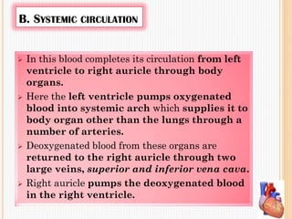 B. SYSTEMIC CIRCULATION
 In this blood completes its circulation from left
ventricle to right auricle through body
organs.
 Here the left ventricle pumps oxygenated
blood into systemic arch which supplies it to
body organ other than the lungs through a
number of arteries.
 Deoxygenated blood from these organs are
returned to the right auricle through two
large veins, superior and inferior vena cava.
 Right auricle pumps the deoxygenated blood
in the right ventricle.
 