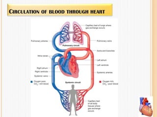 CIRCULATION OF BLOOD THROUGH HEART
 