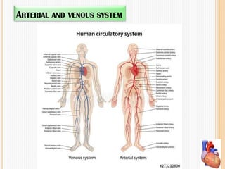 ARTERIAL AND VENOUS SYSTEM
 